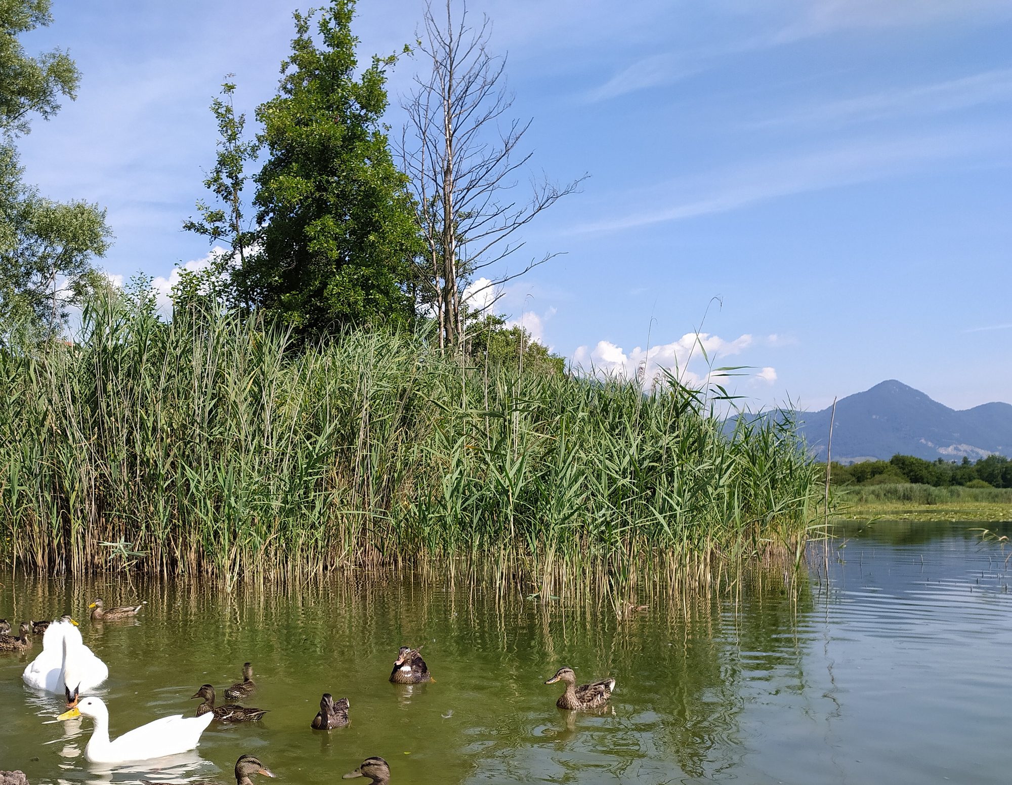 Vita sul lago di Alserio